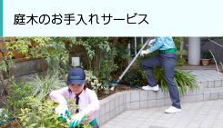 庭木のお手入れサービス